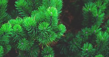 Bring One for the Chipper – Christmas Tree Recycling