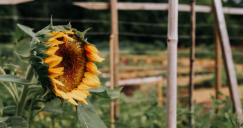 Q&A with Steve Graessle, Board President of Sugar Hill Community Garden